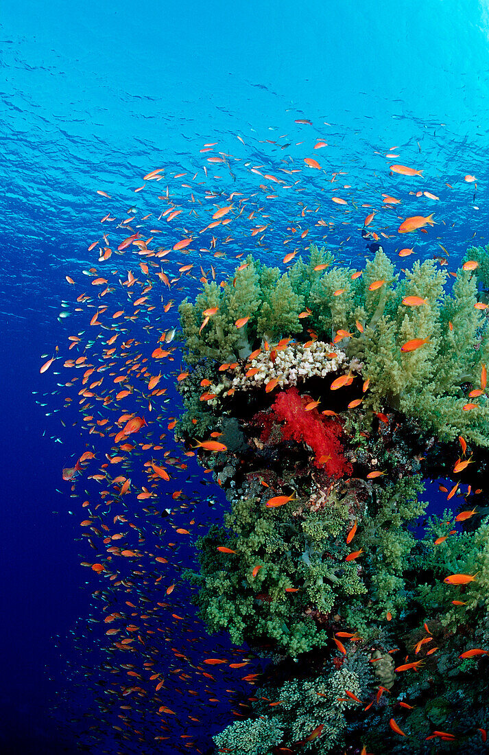 Harem Flag Basslet and coral reef, Pseudanthias squamipinnis, Egypt, Zabargad, Zabarghad, Red Sea