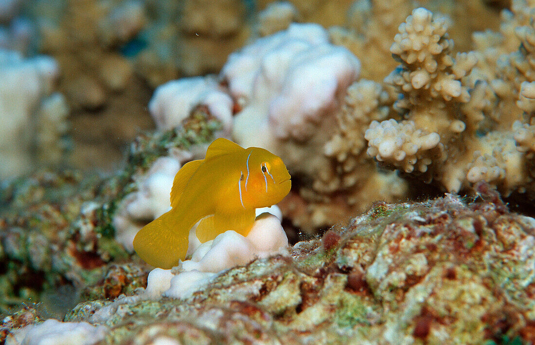 Zitronen-Grundel, Gobiodon citrinus, Ägypten, Aegypten, Sha´ab Mahlai, Rotes Meer