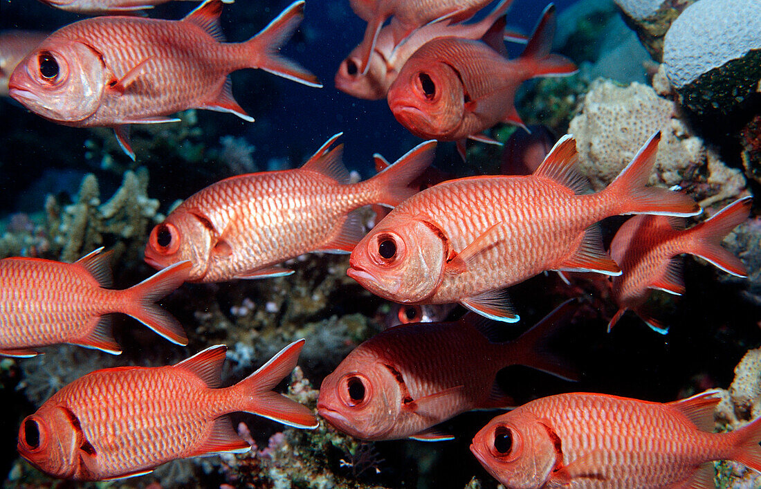 Schooling Blotcheye soldierfish, Myrpristis murdjan, Egypt, Sha´ab Shouna, Red Sea