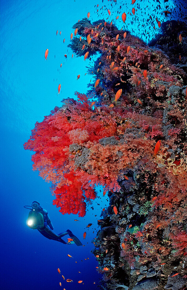 Taucher und Korallenriff mit roten Weichkorallen, Ägypten, Aegypten, Rocky Island, Rotes Meer