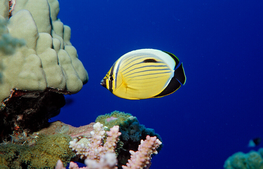 Polyp Butterflyfish, Chaetodon austriacus, Egypt, Rocky Island, Red Sea