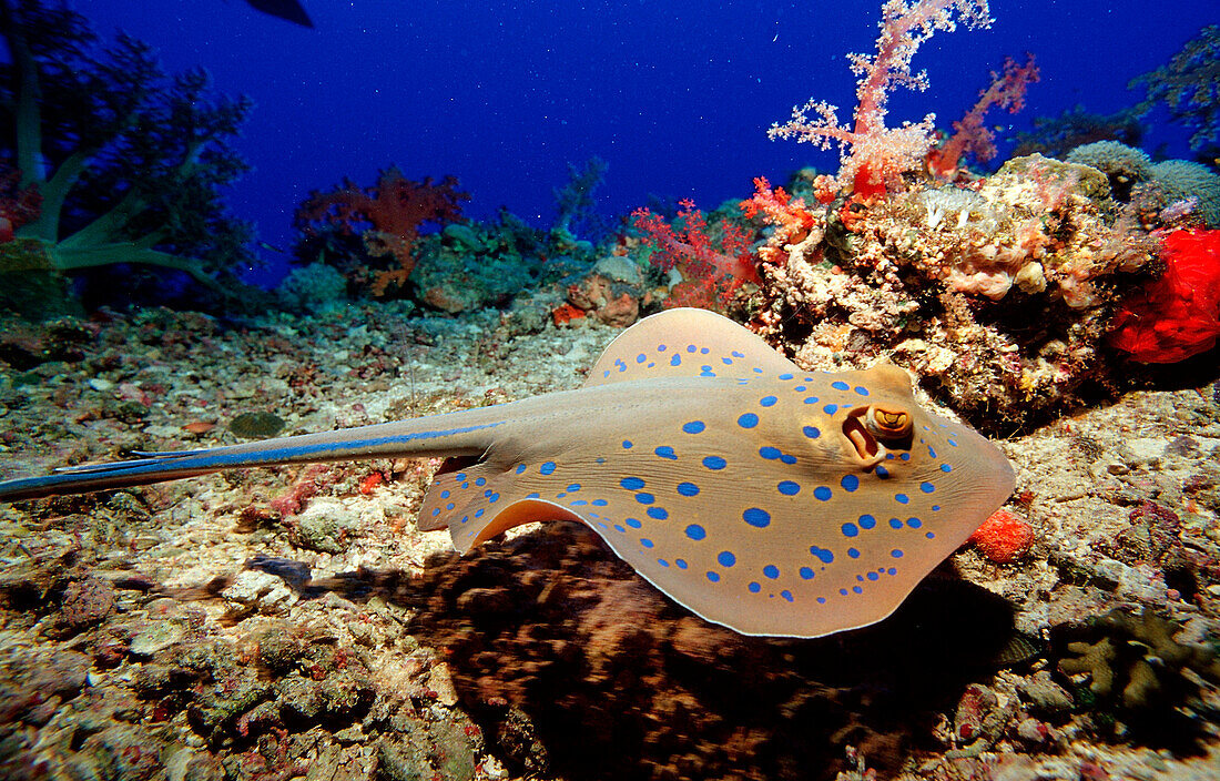 Blaupunktrochen, Blaupunkt-Stechrochen, Taeniura lymma, Ägypten, Aegypten, Zabargad, Zabarghad, Rotes Meer|Bluespotted ribbontail ray, Taeniura lymma, Egypt, Zabargad, Zabarghad, Red Sea