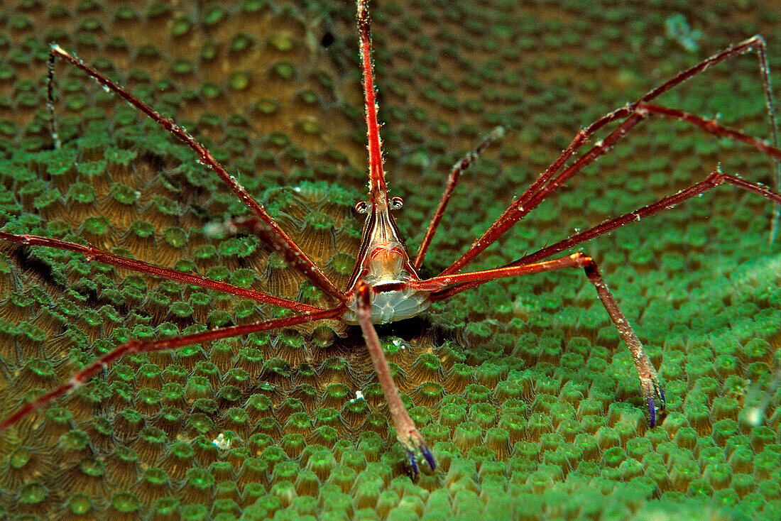 Spider crab, Stenorhynchus seticornus, British Virgin Islands, BVI, Caribbean Sea, Leeward Islands