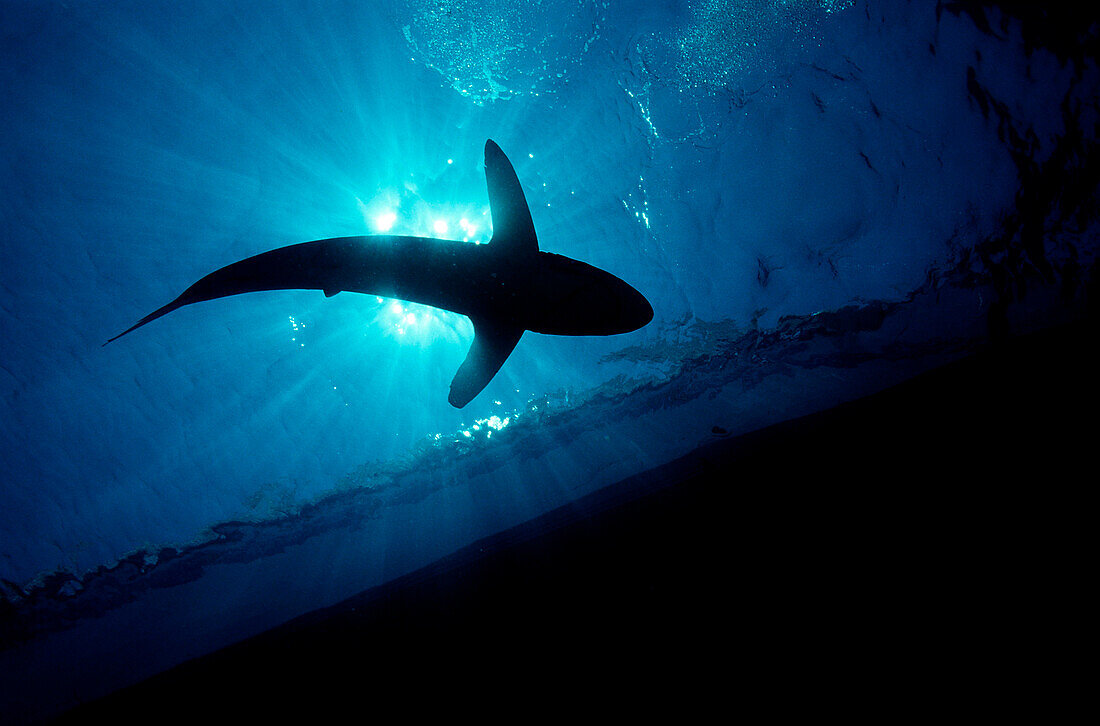 Silky shark shadow, Carcharhinus falciformis, Egypt, Red Sea, Brother Islands