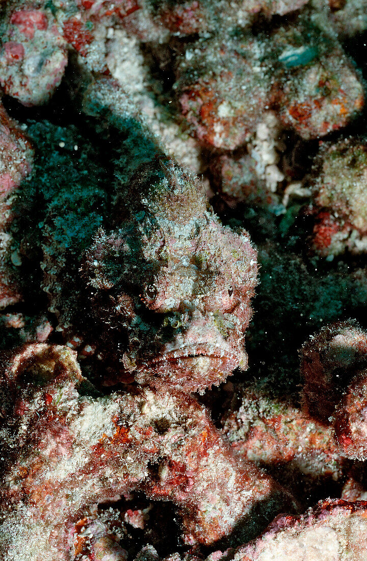 Glotzaugen-Drachenkopf, Scorpaenopsis macrochir, Malediven, Indischer Ozean, Ari Atoll|Flasher scorpionfish, Scorpaenopsis macrochir, Maldives Islands, Indian ocean