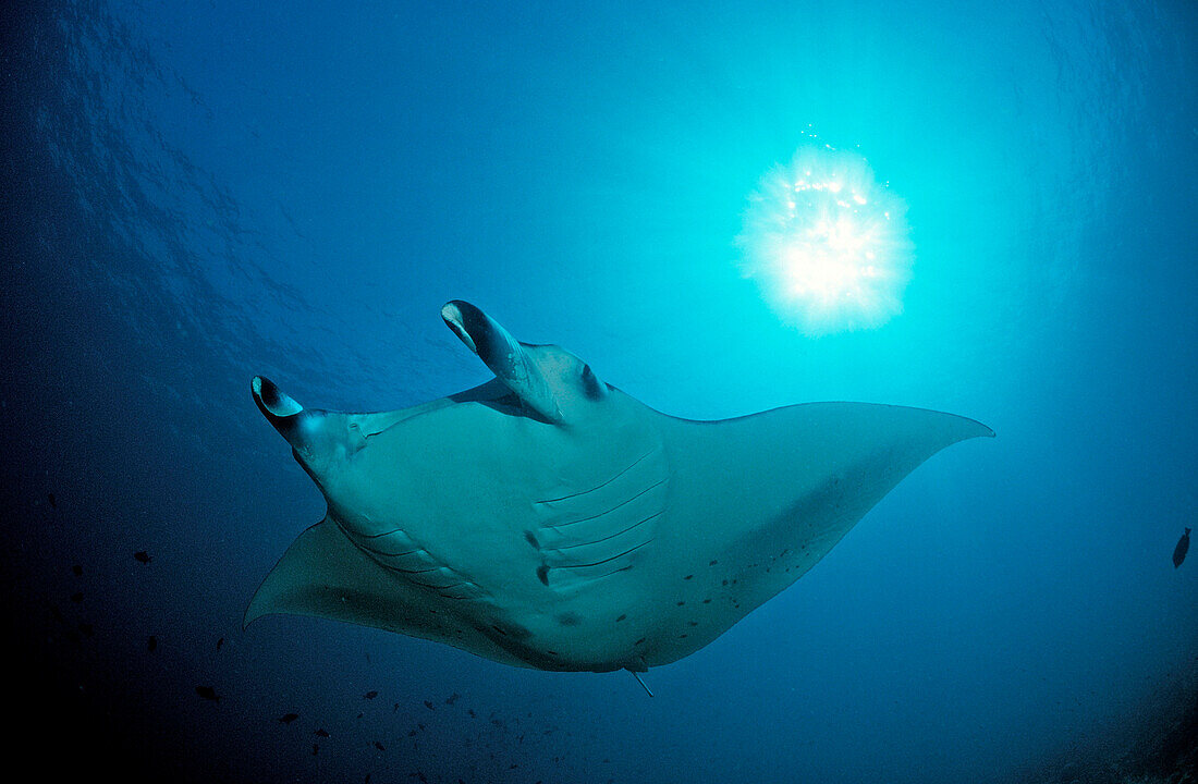Manta ray, Manta birostris, Micronesia, Pacific ocean, Yap