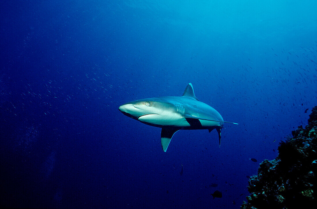 Silvertip shark, Carcharhinus albimarginatus, Fiji, Pacific Ocean