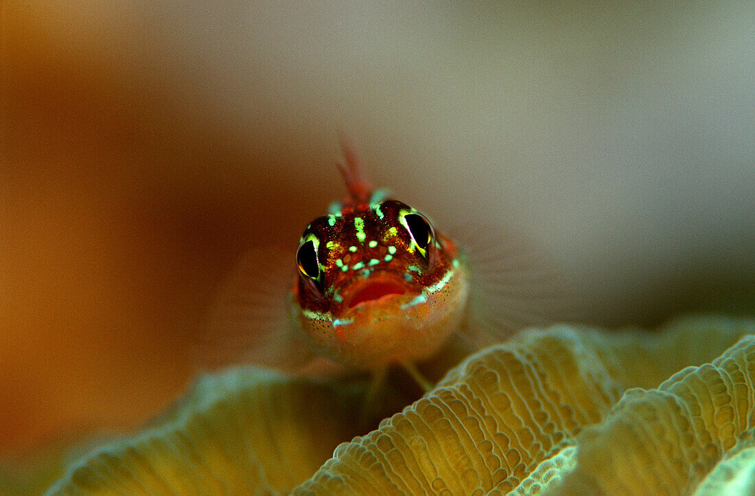 Gestreifter Dreiflosser auf Gorgonienkoralle, Helcogramma striata, Australien, Pazifik, Great Barrier Reef