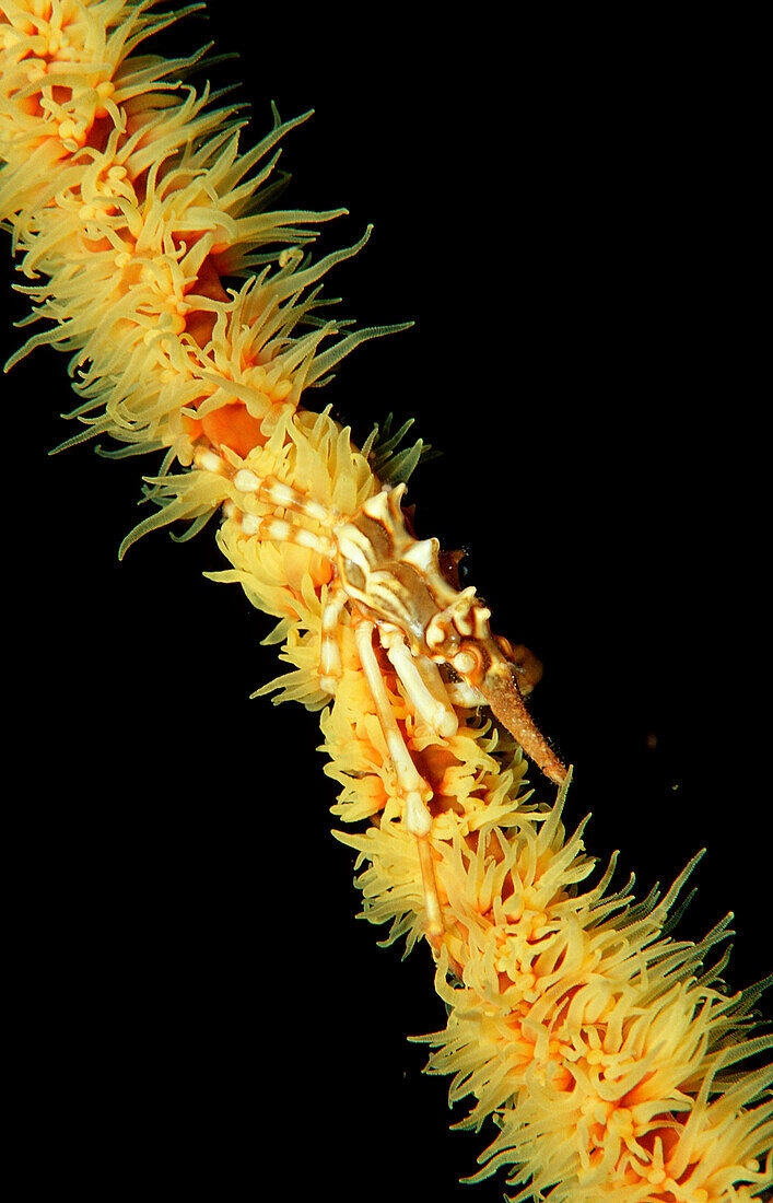 Gorgonien-Spinnenkrabbe, Xenocarcinus tuberculatus, Indonesien, Raja Ampat, Irian Jaya, West Papua, Indischer Ozean