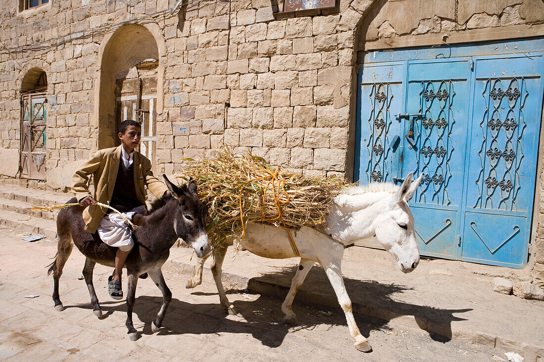 Transport Donkeys, Thula, Yemen
