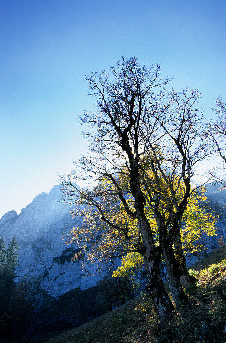 Maple tree in autumn colours and backlight, Bavarian Alps, Upper Bavaria, Bavaria, Germany