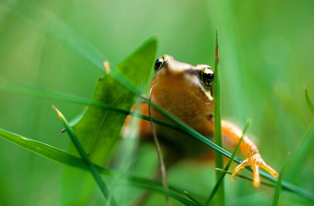 A frog in fresh green grass