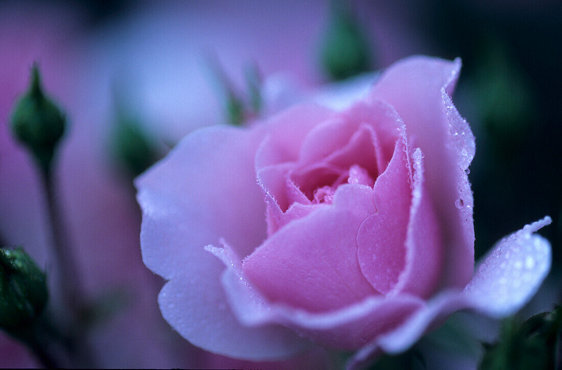Close up of a light pink rose with dew, Flowers, Nature