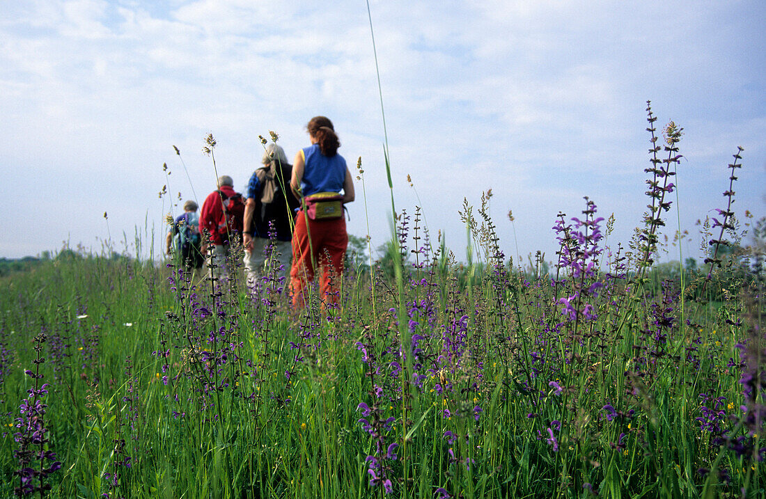 A group of four hikers in field of flowers at Piavedamm, Venezia, Italy
