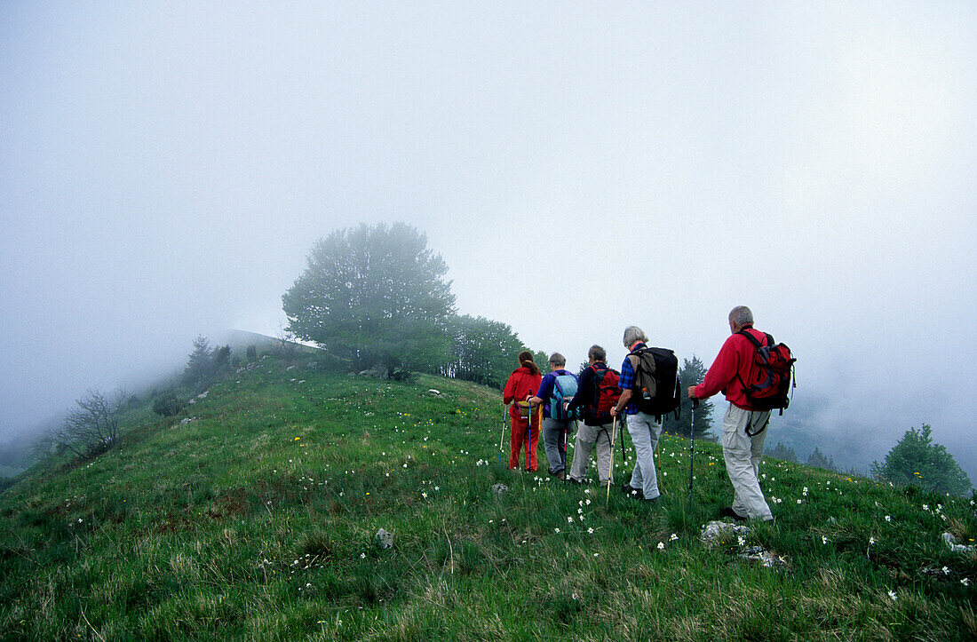 Fünf Wanderer unterwegs auf einer Almwiese mit Narzissen, Mandre, Belluneser Voralpen, Venezien, Italien