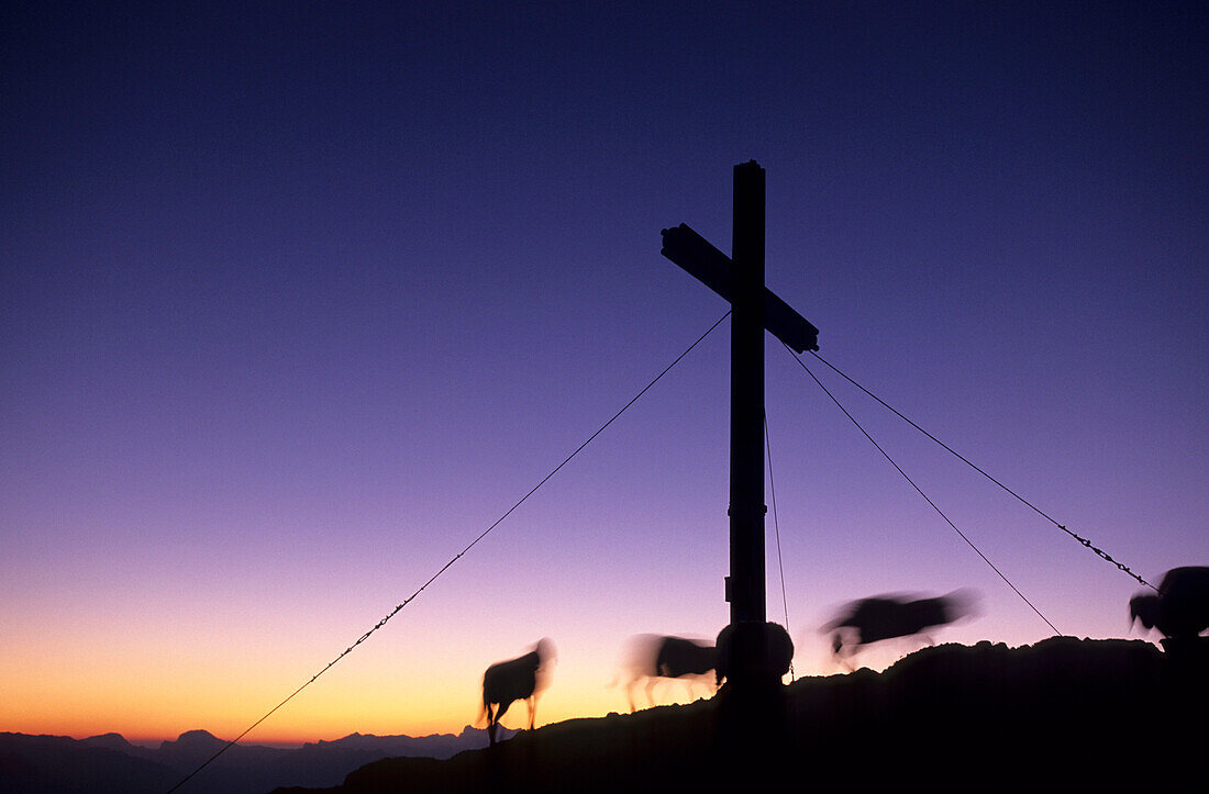 Schafe und Gipfelkreuz im ersten Morgenlicht am Sarstein, Dachsteingruppe, Oberösterreich, Österreich