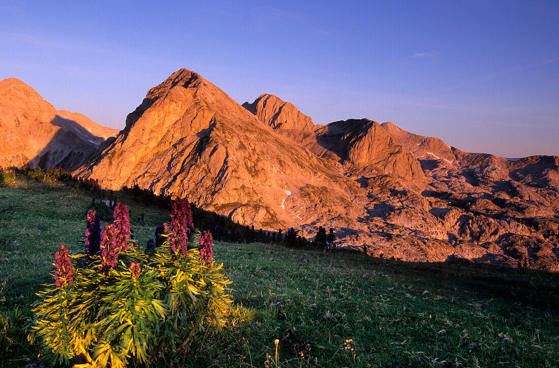 Alpenglow on Eselstein with monkshood in the foreground, Sinabell, Dachstein range, Styria, Austria