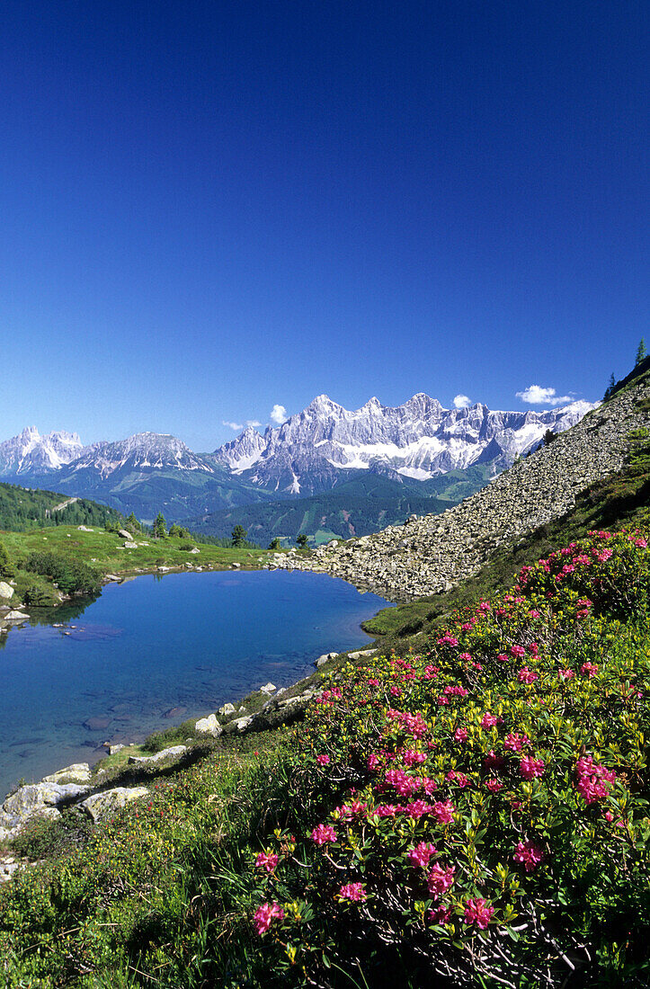 Lake Gasselsee with alpine rose, rhododendron, and Dachstein range in the background, Schladminger Tauern, Styria, Austria