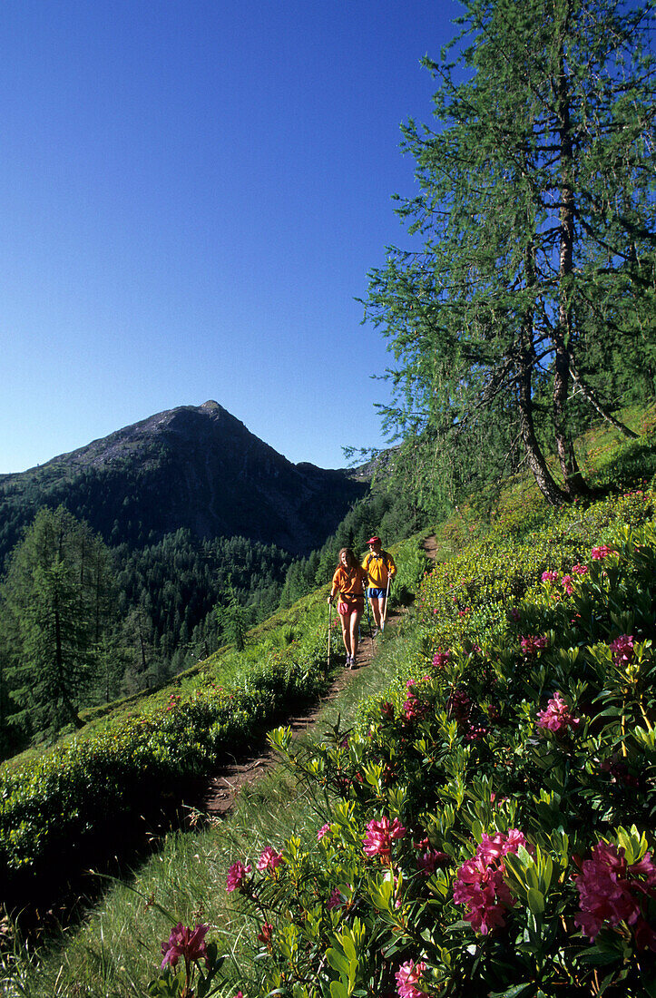 Two hikers on a footpath between alpine roses, rhododendron, Schladminger Tauern, Styria, Austria