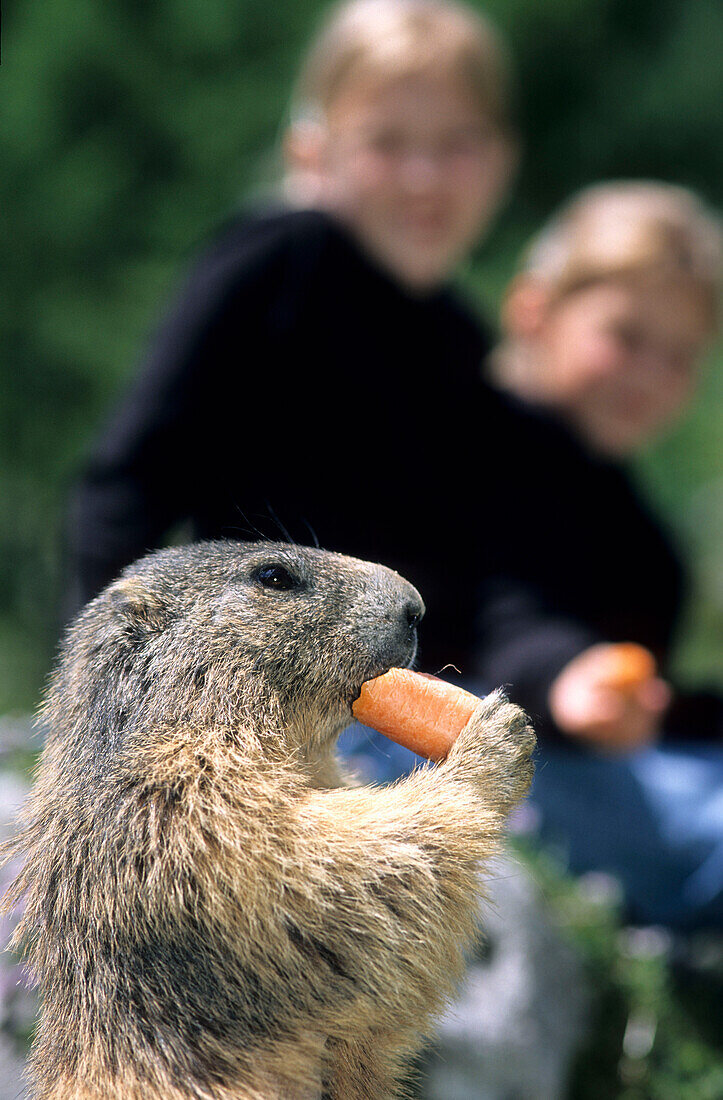 Marmot eating a carrot, two children in the background, Bachlalm, Dachstein mountain range, Salzburg, Austria