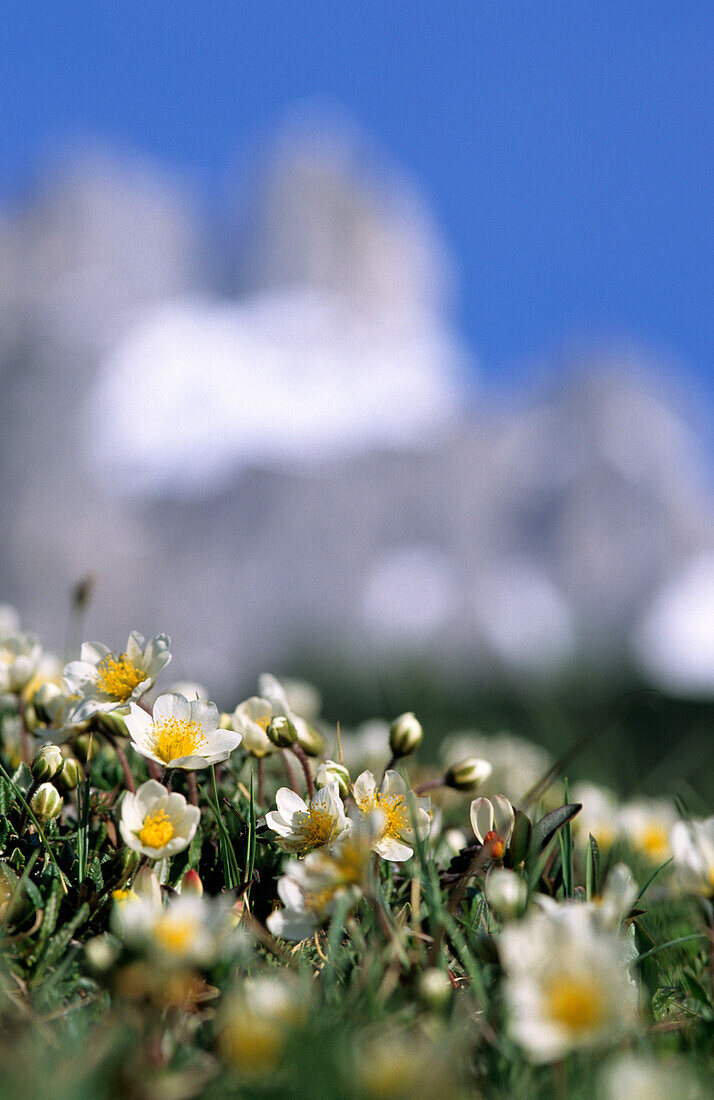 Diapensia cushion with Bischofsmuetze in the background, out of focus, Dachstein mountain range, Salzburg, Austria