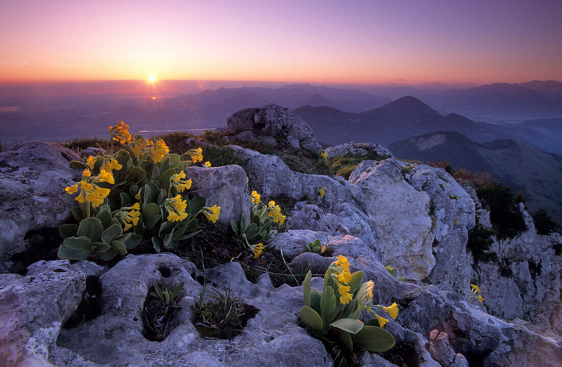 Auriculas in the first morning light with sunrise over lake Chiemsee and the Chiemgau alps, Bavarian alps, Upper Bavaria, Bavaria, Germany