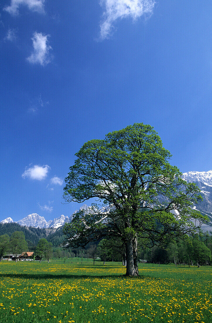 Fresh green maple tree with a field of dandelions and the Dachstein mountain in the background, Ramsau, Dachstein range, Styria, Austria