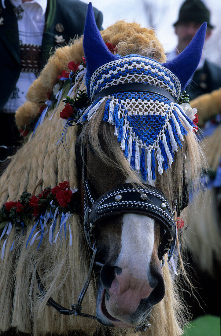 Weiß-blau geschmücktes Pferd, Kopfportrait, beim Georgiritt in Traunstein, Chiemgau, Oberbayern, Bayern, Deutschland