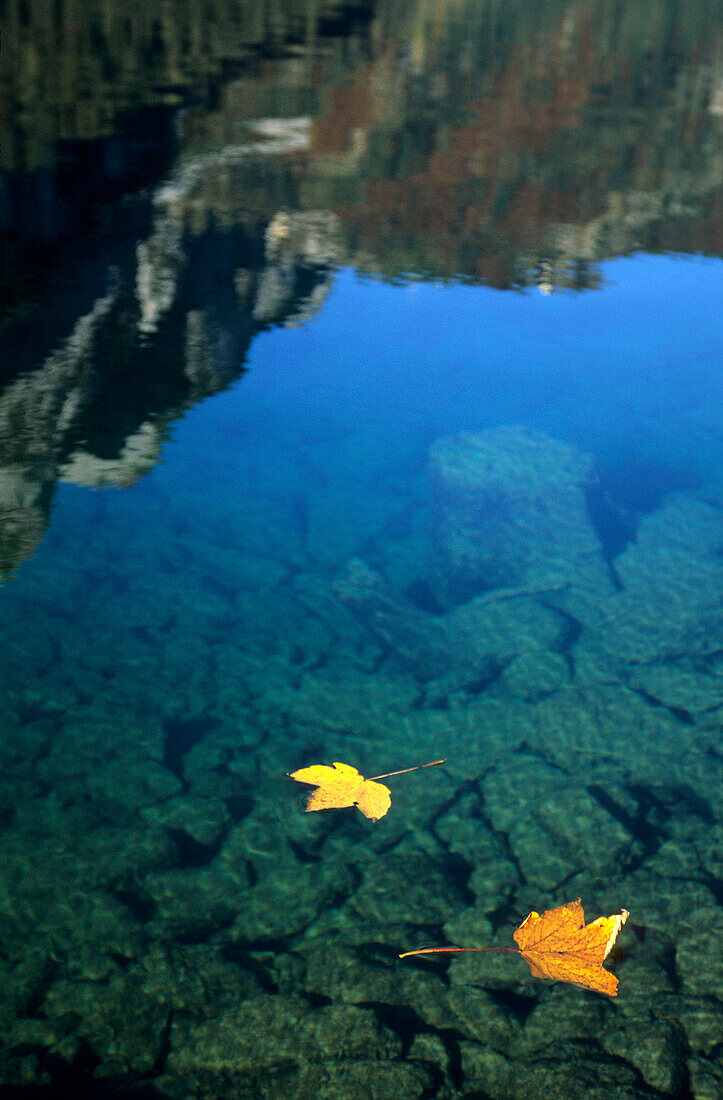 Two yellow maple leaves drifting in blue-green water of lake Gosausee, Dachstein mountain range, Upper Austria, Austria