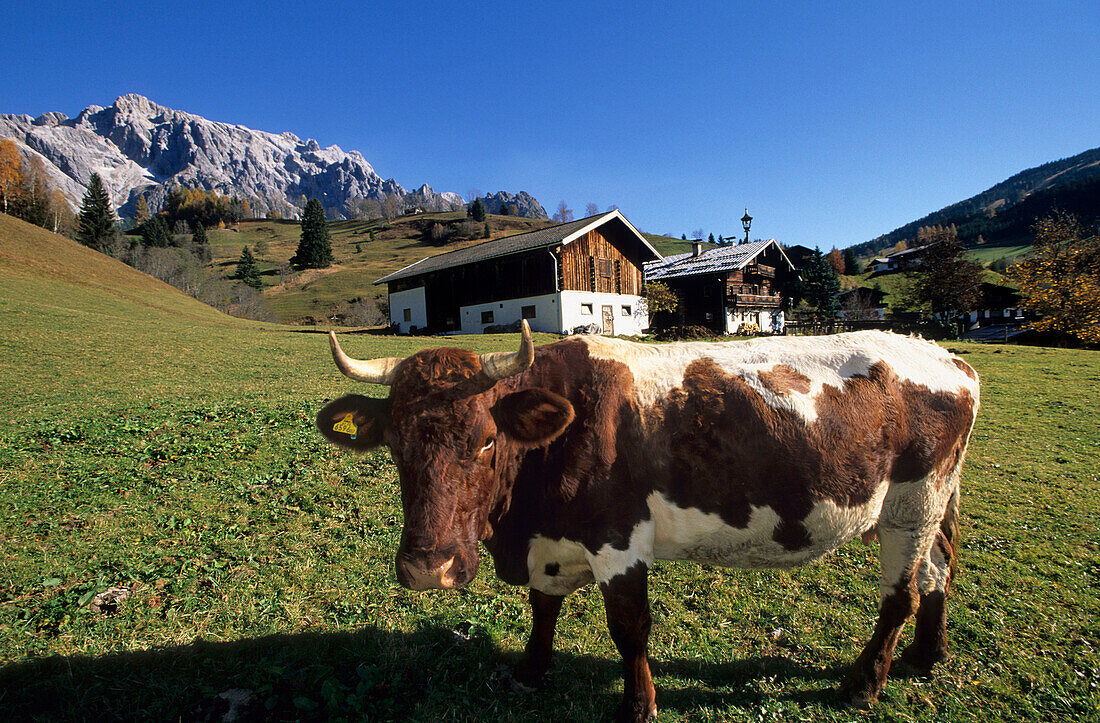 Cow in front of a farm with mountain range in the background, Dienten, Hochkoenig area, Berchtesgaden range, Salzburg, Austria