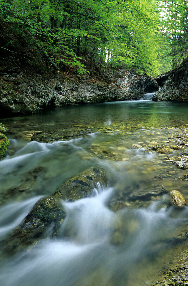 Valley of stream Prien near Aschau with green beeches, Chiemgau, Upper Bavaria, Bavaria, Germany