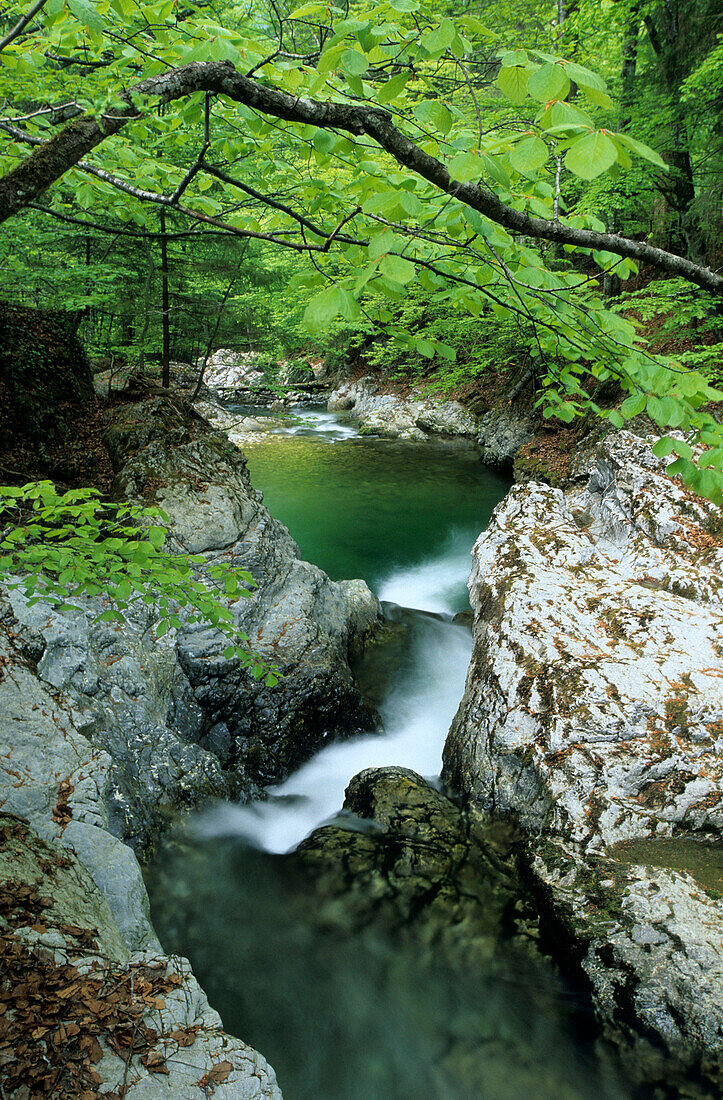 A stream bed with green beech trees in Prien valley near Aschau, Chiemgau, Upper Bavaria, Bavaria, Germany