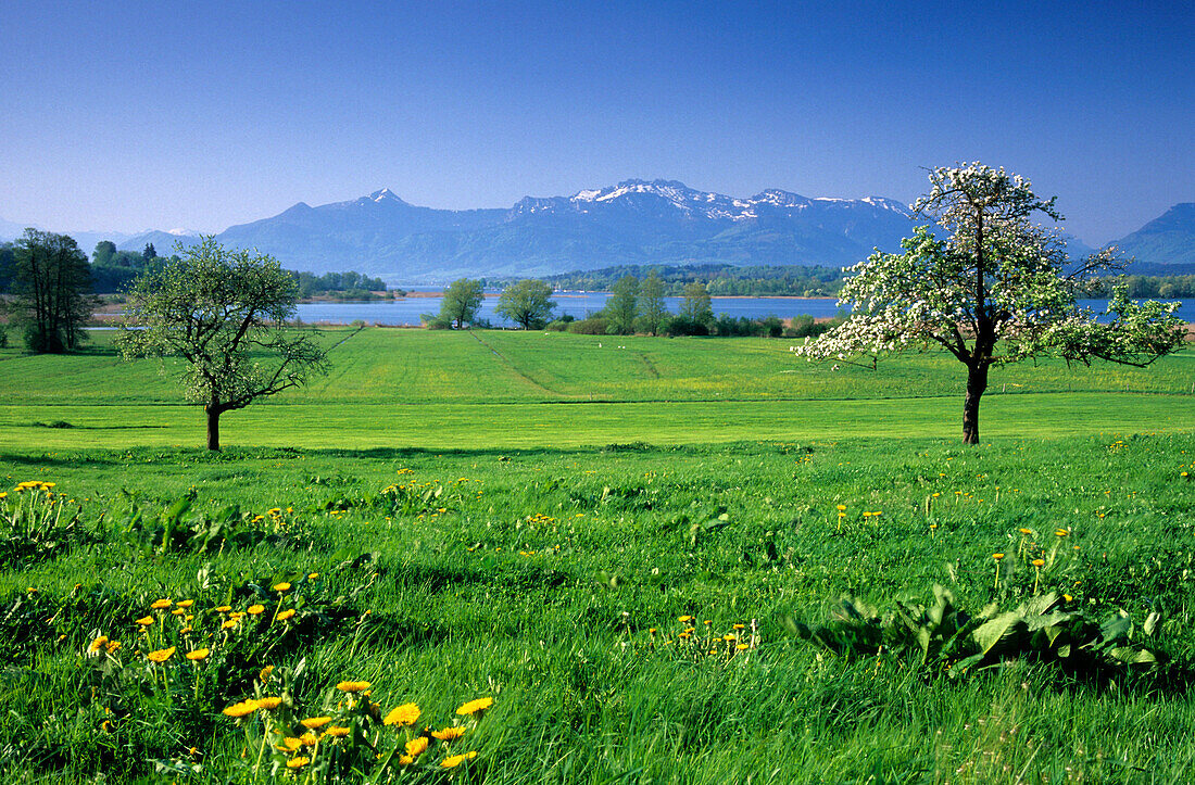 A blossoming apple tree with Chiemsee and Kampenwand in the background, Rimsting, Chiemgau, Upper Bavaria, Bavaria, Germany