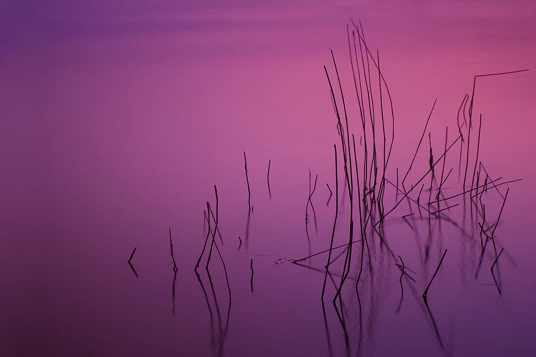 Reed in the water, zen-like, Schleswig-Holstein, Germany