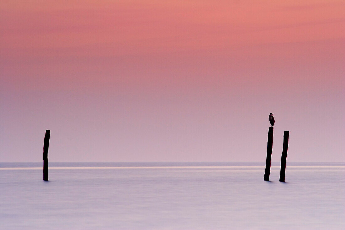 Die Kunst zu Leben 1, Vogel sitzt auf Pfahl im Wasser Fehmarn, Ostsee, Schleswig-Holstein