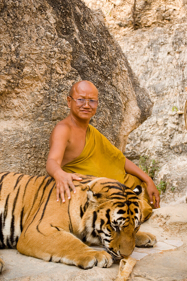 Abbot Phra Acharn Phoosit Khantidharo with a tiger, Wat Pa Luangta Bua Yannasampanno Forest Monastery, Tiger Temple, Kanchanaburi, Thailand