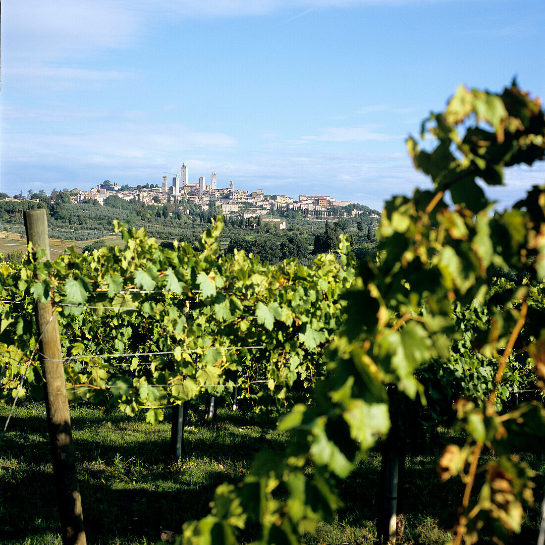 Blick über Weinreben auf San Gimignano, Toskana, Italien