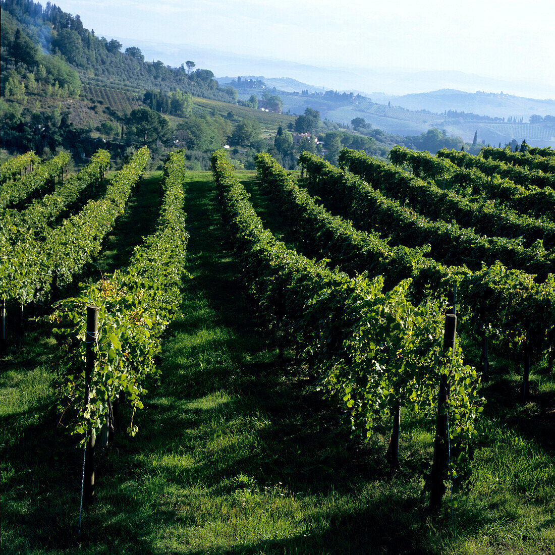 Blick auf Weinfeld, San Gimignano, Toskana, Italien
