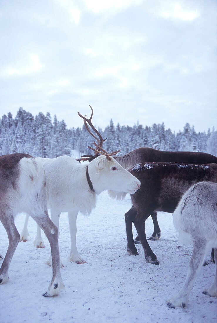 Reindeers in Lappland, Sweden