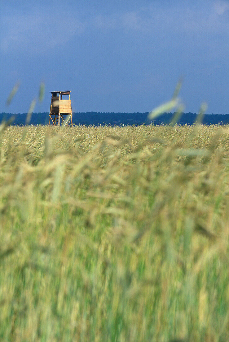 Raised hide above corn field, Mecklenburg Vorpommern, Germany