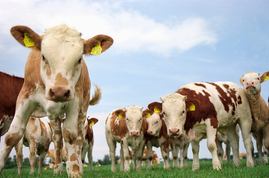 Kuherde, Deutschland, kühe, herde, braun weiss gefleckt, tierhaltung, junge kühe, viehzucht, blicken in die kamera, aufmerksam, mecklenburg vorpommern, lübecker bucht