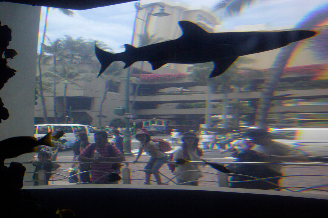 Aquarium, Schaufenstern, Waikiki Beach, Honolulu, Vereinigte Staaten von Amerika, U.S.A.