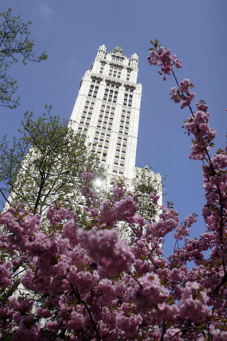 Woolworth Building, Broadway, Spring, Manhattan, New York City, New York, United States of America, U.S.A.