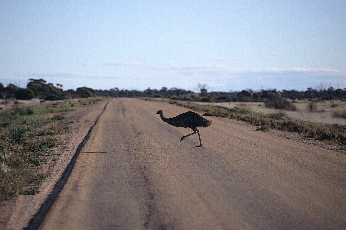Ein Emu läuft über eine Landstraße, Eyre Highway, Nullarbor Plain, in der Nähe von Norseman, Western Australia, Australien