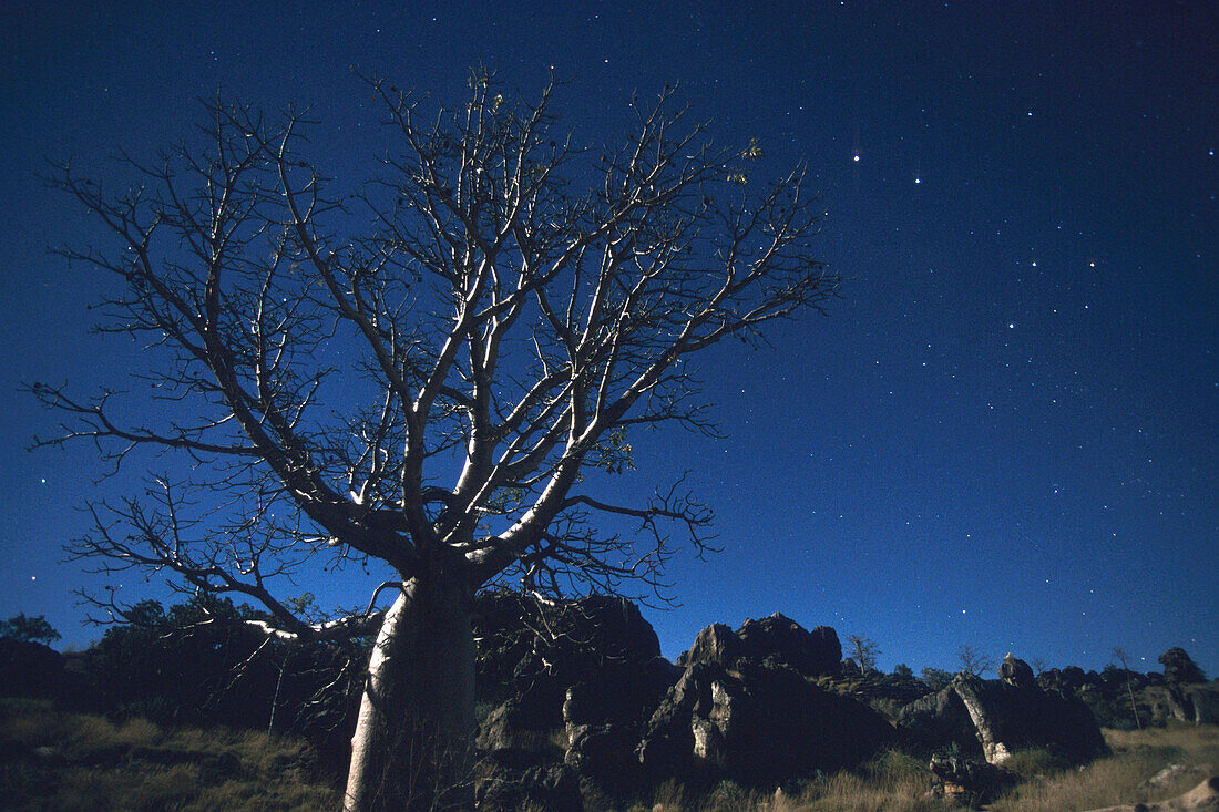 A Baobab Tree and Southern Cross, Near Fitzroy Crossing, Western Australia, Australia
