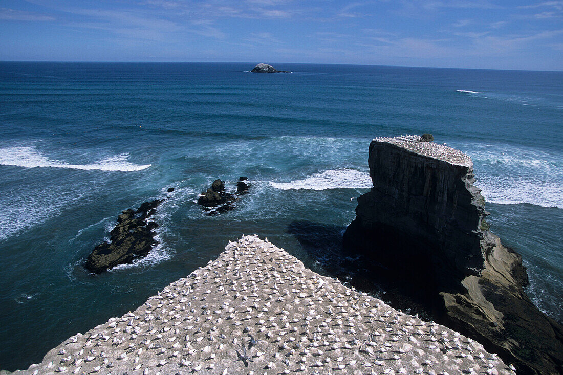 Eine Kolonie von Seevögeln, Muriwai Gannet Colony, Muriwai, Waitakere Ranges, in der Nähe von Auckland, Nordinsel, Neuseeland