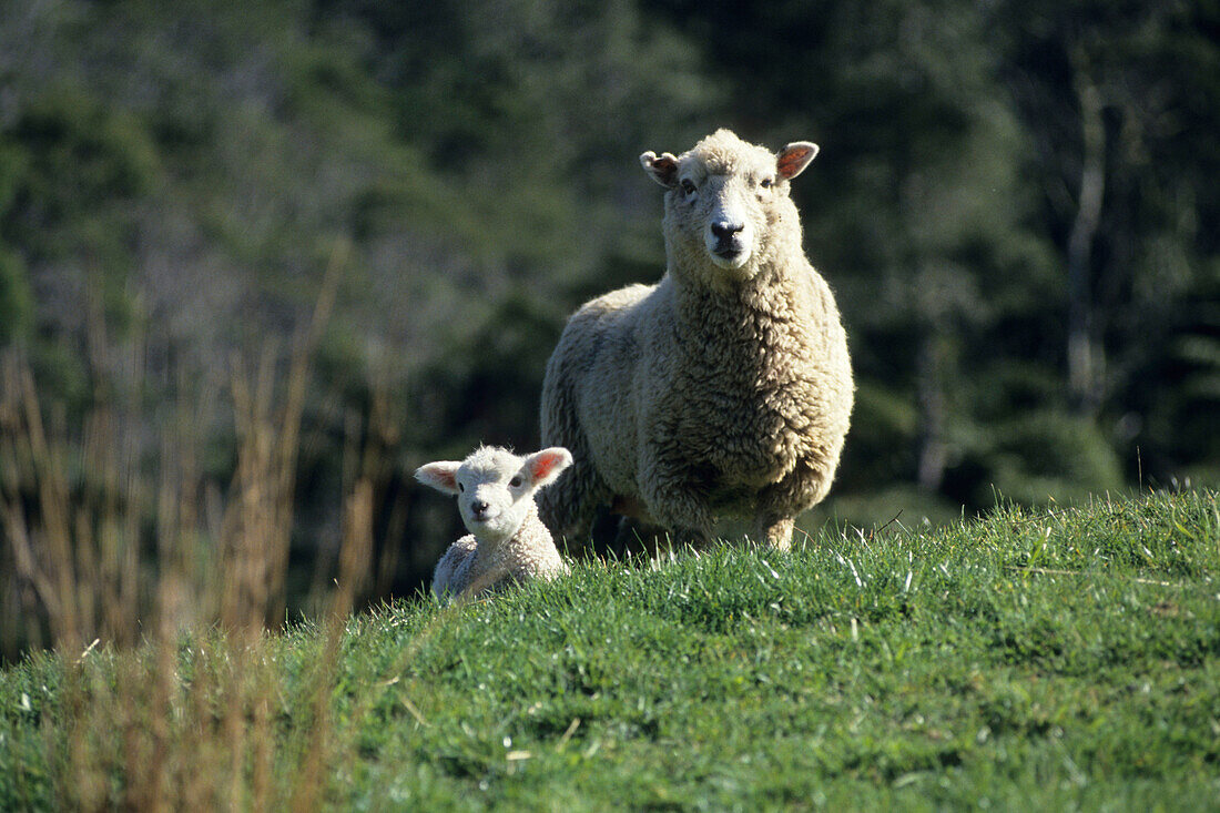Ein Lamm und das Mutterschaf, Coromandel Peninsula, Nordinsel, Neuseeland