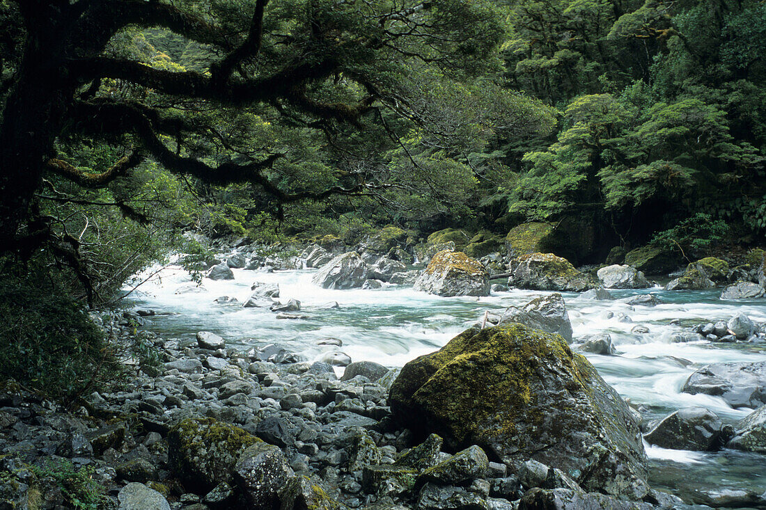 Hollyford Fluß, Fiordland National Park, Südinsel, Neuseeland