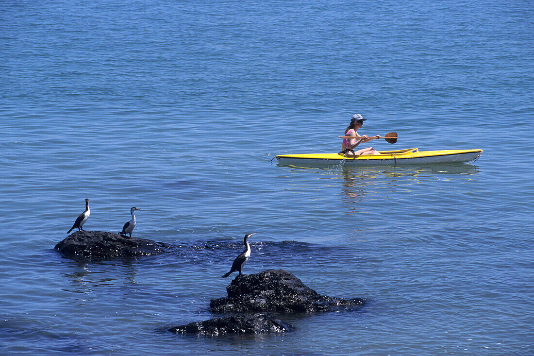 Sea Kayaking past Shags, Near Tapu, Coromandel Peninsula, North Island, New Zealand