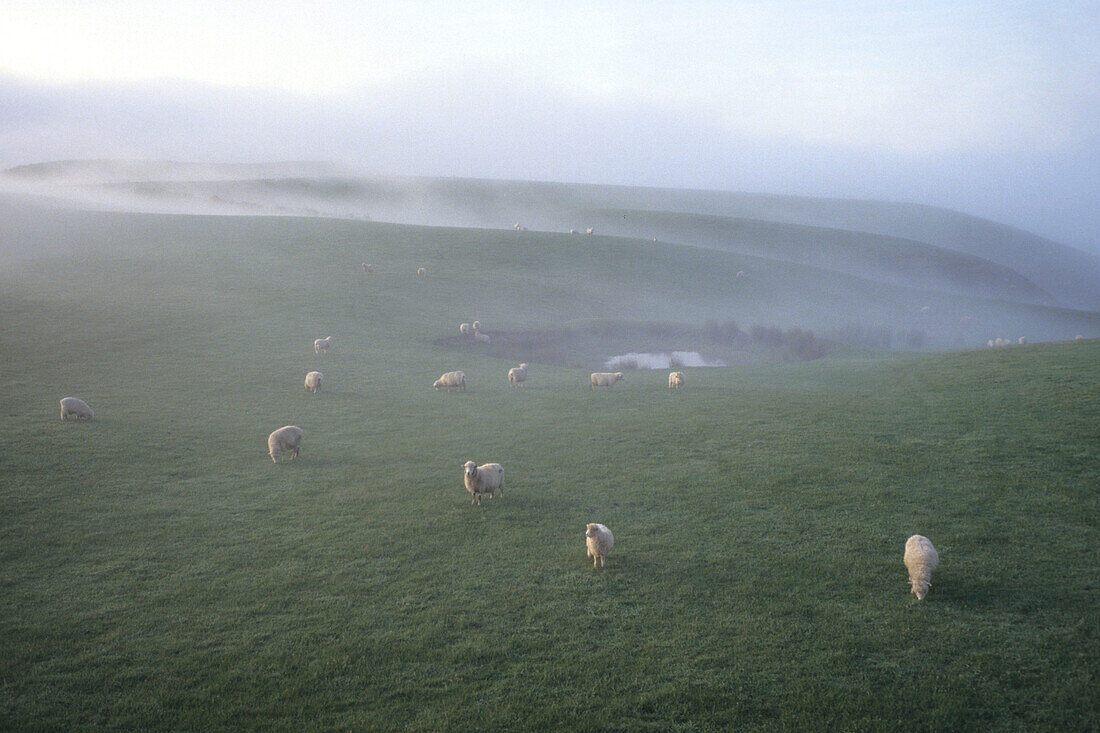 Sheep in Morning Fog, Kaikoura, South Island, New Zealand
